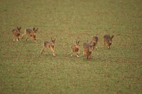European hare (Lepus europaeus) mating season, seven males chasing a female hare across the field,