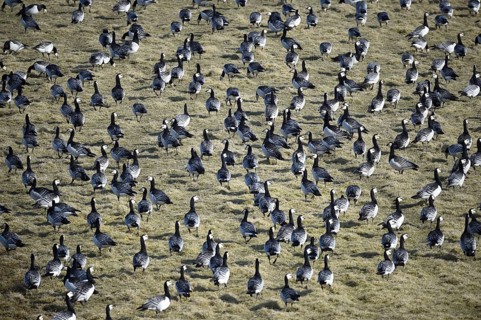 White-fronted geese, Barnacle geese, (Branta leucopsis) in a meadow in Westerhever,