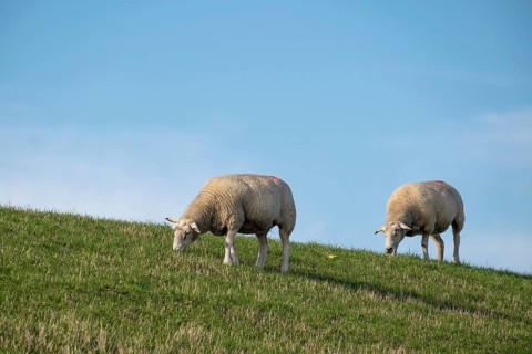 Sheep grazing on a dyke under a clear blue sky, Föhr, Nordfriesland, Schleswig-Holstein, Germany
