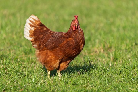 A brown chicken with white feathers looking head-on in the meadow, domestic chicken,