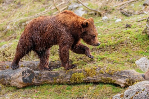 A young male brown bear (Ursus arctos arctos), soaked from bathing in a stream, runs over hilly