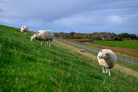 Sheep on a dyke, Pellworm Island, Schleswig-Holstein Wadden Sea National Park, North Frisia,