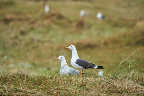 Yellow-legged gull (Larus michahellis) standing in the grass, Düne, Helgoland, Schleswig-Holstein,