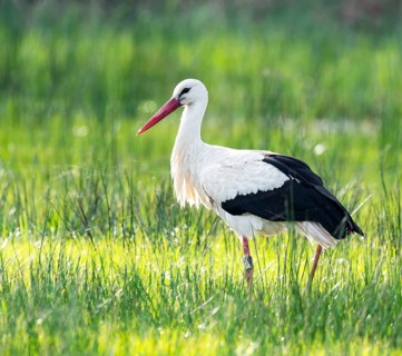 White stork (Ciconia ciconia) foraging in a meadow, spider threads on the grass, Lower Saxony,