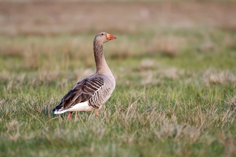Greylag goose (Anser anser), Ochsenmoor, Dümmer, Lemförde, Lower Saxony, Germany