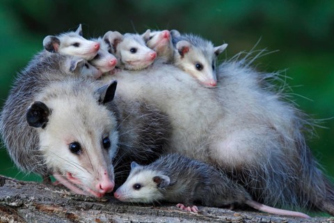 North American Opossum with youngs, Minnesota, USA (Didelphis marsupialis virginiana), Northern