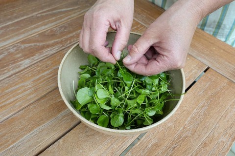 Watercress (Nasturtium officinale), fresh cress for the preparation of a cress soup, bowl, bowl on