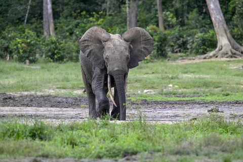 Forest elephant (Loxodonta cyclotis) in the Dzanga Bai forest clearing, Dzanga-Ndoki National Park,