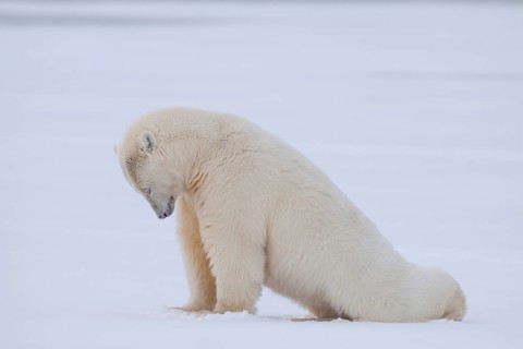 Polar bear (Ursus maritimus), stretching in the snow, Kaktovik, Arctic National Wildlife Refuge,