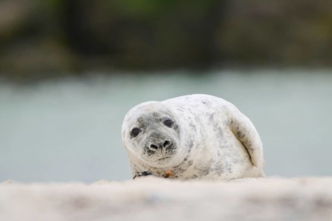 Grey seal (Halichoerus grypus) lying on the beach, Düne, Helgoland, Schleswig-Holstein, Germany