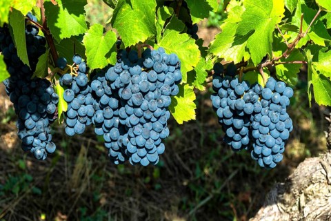 Chateaugay vineyard, AOC Côtes-d'Auvergne. Puy de Dome department. Auvergne Rhone Alpes. France