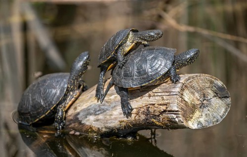 European pond turtles (Emys orbicularis), on a tree trunk, Germany