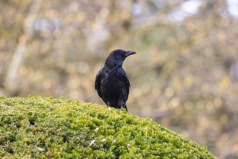 Crow, family of corvids (Corvidae) . Baden-Württemberg, Germany