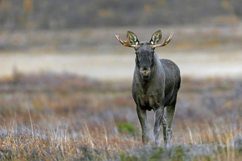 Moose, elk (Alces alces), adult bull, male foraging on the tundra in autumn, fall, Sweden,