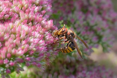 Hornet (Vespa crabro) feeding on a European honey bee (Apis mellifera), Germany