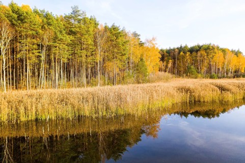 Shore zone with reeds and trees with autumn leaves are reflected in a lake of the Luggraben, on the