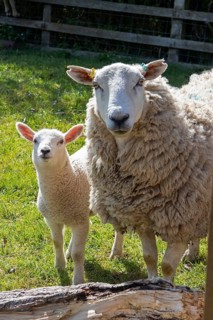 Sheep and lamb on pasture, Wilmcote, Warwickshire, England, Great Britain