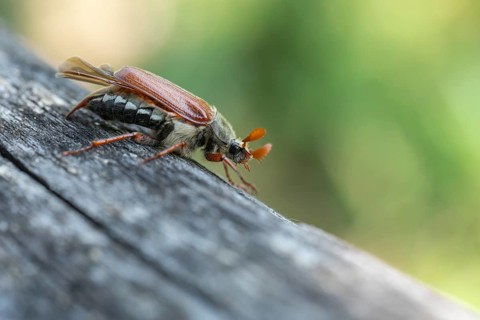 Close-up of cockchafer - fascinating details of a spring messenger