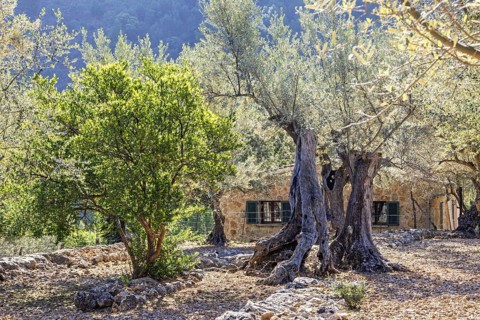Olive farm with old olive trees in an orchard with an old stone house on the countryside a sunny