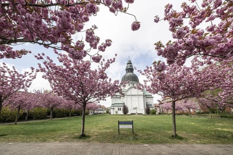 Japanese flowering cherries (Prunus serrulata Kanzan) in front of St Martin's Church in Haren,