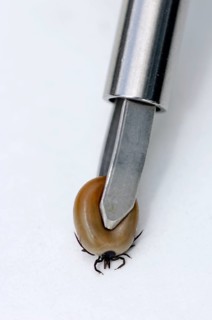 Tick forceps and tick, fully sucked, castor bean tick (Ixodes ricinus), free-standing, object