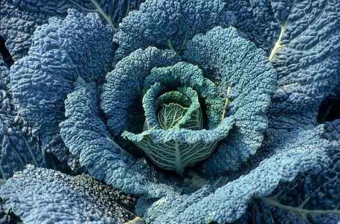 Savoy cabbage, vegetable cabbage (Brassica oleracea)