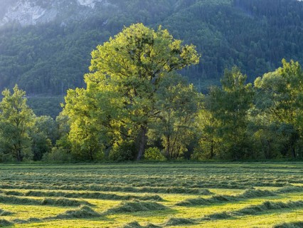 Freshly mown grass, tree at the edge of a forest, near Irdning, Styria, Austria
