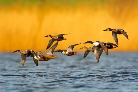 A group of northern shovelers in flight