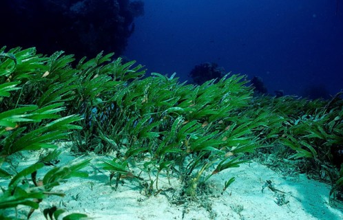 Seagrass, Seagrass meadow, Egypt, Red Sea