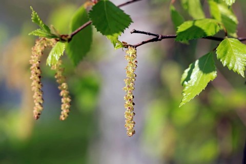 Birch tree (Betula) blossoms or catkins and green leaves in the spring. Birch pollen allergy is a