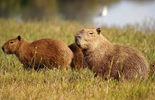 Capybara (Hydrochaeris hydrochaeris)