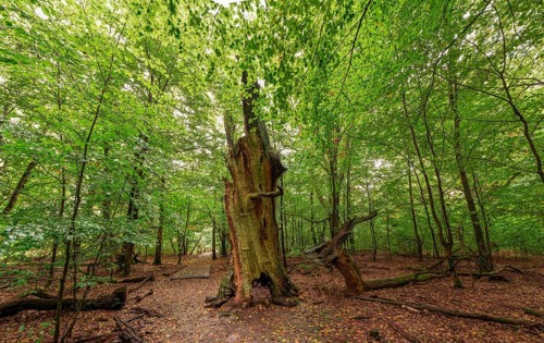 Fire stump, dead tree trunk in the Sababurg primeval forest, Reinhardswald estate district,