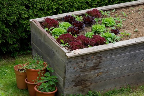 Raised bed with spring salads, garden, gardening, self-sufficiency, self-sufficiency, organic,