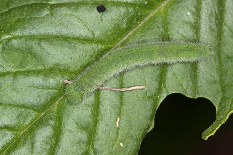 Small white - caterpillar (Pieris rapae)