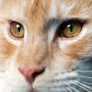 Extreme close-up portrait of red tabby Maine Coon Cat looking at camera. Smart red tabby American