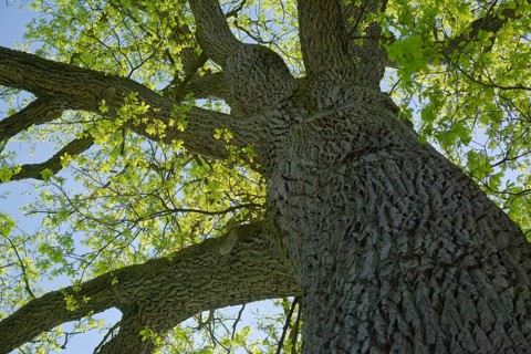 Leaf development on oak (Quercus), spring, April, deciduous tree, tree, Swabian-Franconian Forest