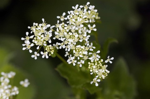Hot whitetop (Cardaria draba), North Rhine-Westphalia, Germany
