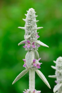 Lamb's Ear (Stachys byzantina)