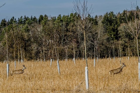 Two deer running through an open field in front of a forest with bare trees, Höllbachtal, Upper