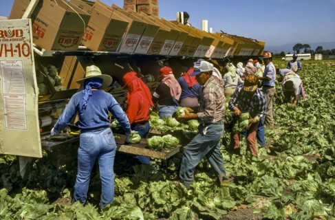 Migrant Laborers Picking Lettuce, cheap worker, San Jaquin Valley, California, USA