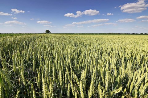 Young Wheat, Green Wheat Seedlings growing in a field