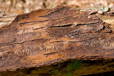 Bark beetle, beetle infestation, natural disaster, tree mortality, forest dieback, climate change,