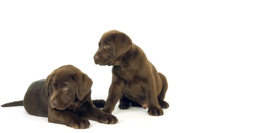Brown Labrador Retriever, Puppies on White Background, Normandy