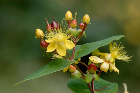 St. John's Wort 'Orange Flair' (Hypericum x inodorum)