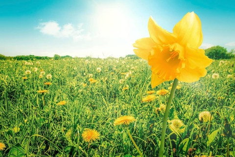 Yellow daffodil flower on a green meadow