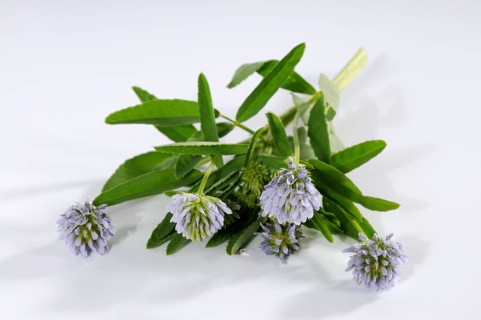 Trigonella caerulea (Trigonella caerulea), Zigonella caerulea, Zigainerkraut, Cheese clover, Bread