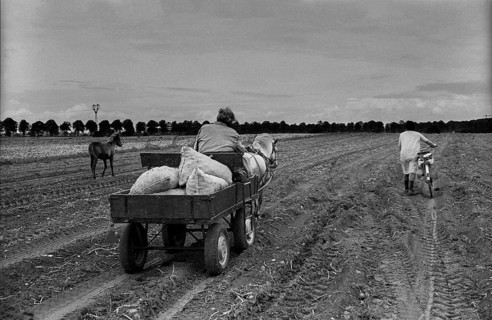 Germany, Trinwillershagen, 16.9.1991, on the way home from picking potatoes, horse-drawn carriage,