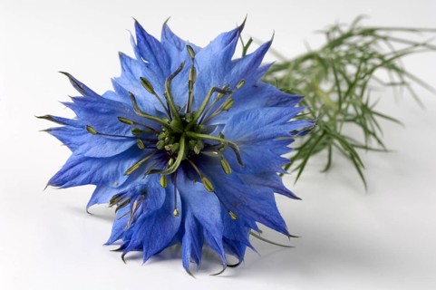 Black Cumin, Maiden in the Green (Nigella damascena), Black Cumin, indoor, Studio