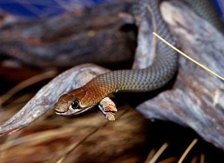 King brown (Pseudechis australis), Australia