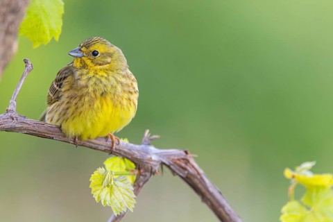 Yellowhammer (Emberiza citrinella) Bruant jaune, Escribano Cerillo, Ast, branch, Ormoz area, Ormoz,